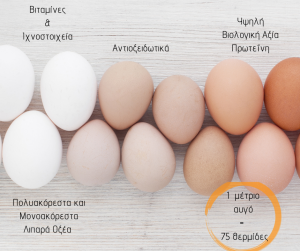 Βιταμίνες και ιχνοστοιχεία αυγού